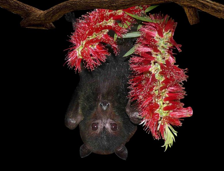 Australian Black Flying Fox