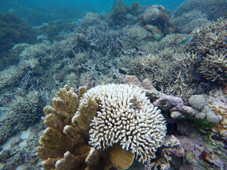 Bleaching and Cyclone Damage to Reefs at Lord Howe Island