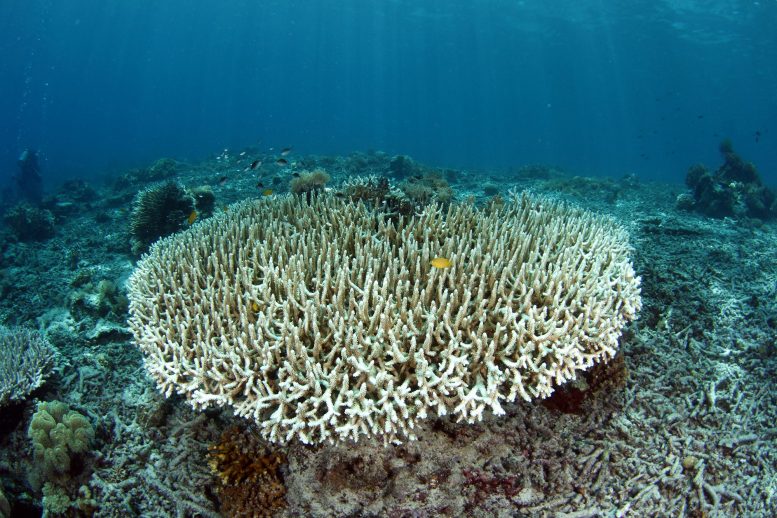 Bleaching Coral