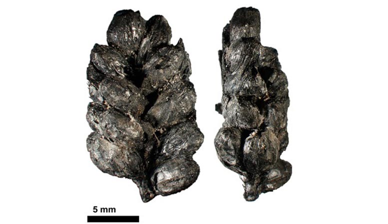Carbonized Cereal Grains