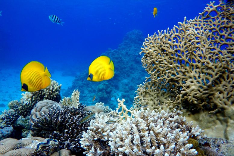 Coral Reef Tropical Fish