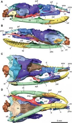 CT Scan Reconstructions Articulated Najash Skull