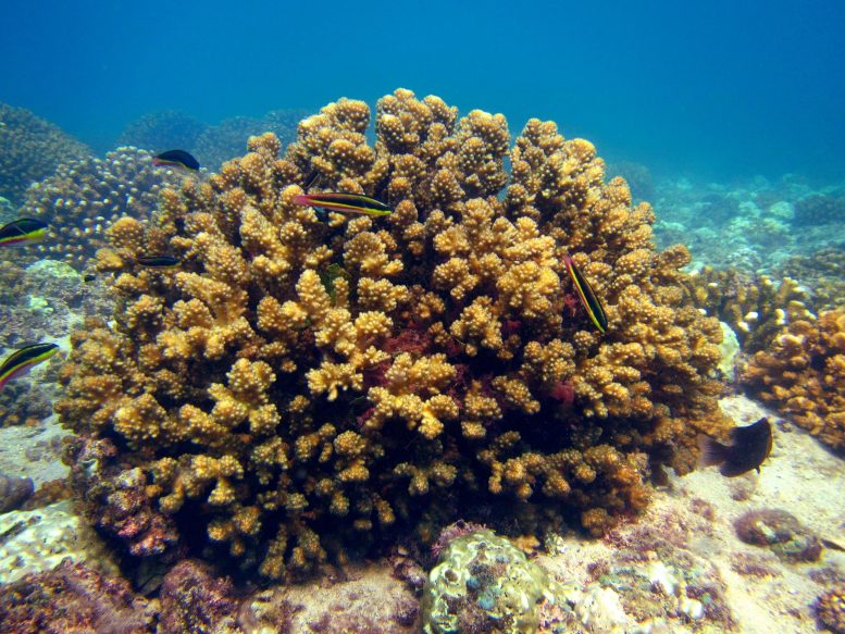Eastern Tropical Pacific Coral Reef