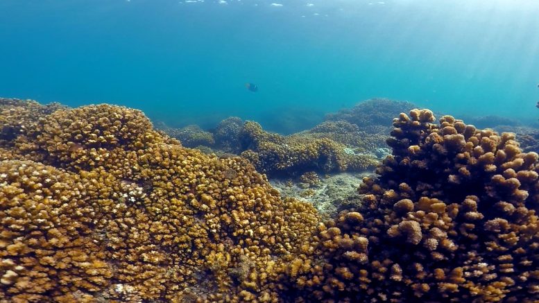 Eastern Tropical Pacific Coral Reefs