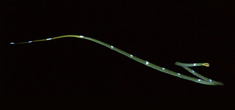 Flying Snake Motion Capture