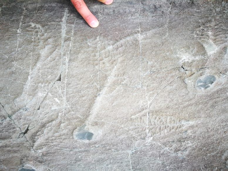 Fossils of Early Animals of the Avalon Assemblage