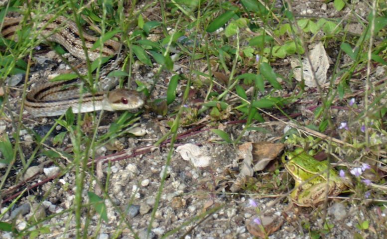 Frog and Snake Staredown