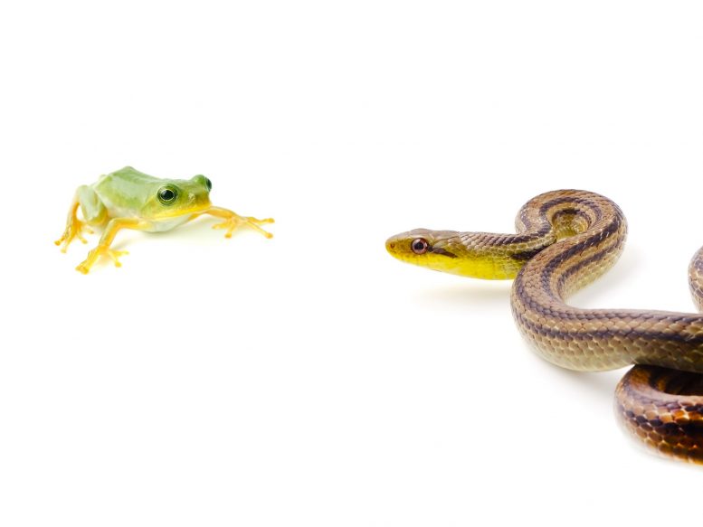 Frog Snake