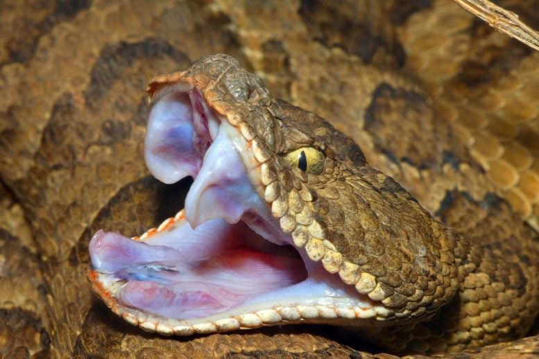 Great Basin Rattlesnake