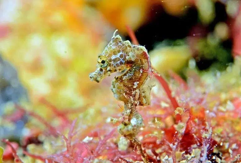 Hippocampus japapigu Japan Pig Seahorse