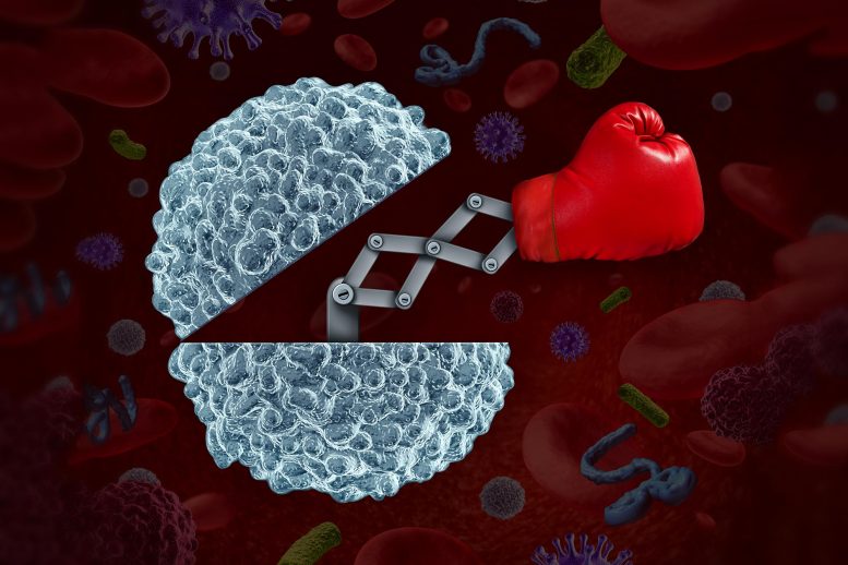 Immune System Fights COVID-19