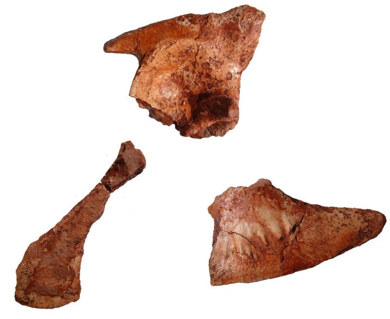 Jurassic Fossil Links Ancient Crocodiles With Dolphin Like Animal