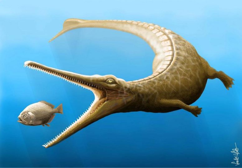 Jurassic Fossil Tail Links Crocodile Family Tree