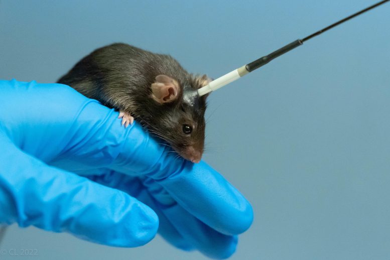 Ketamine Mice