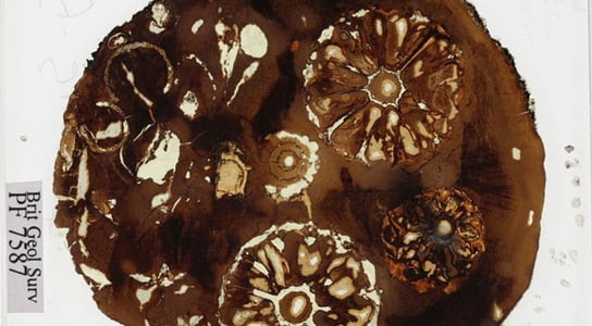 lost-darwin-fossil-plant lost-darwin-fossil-plant