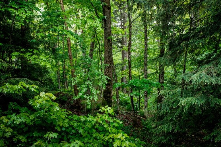 Lush Green Forest
