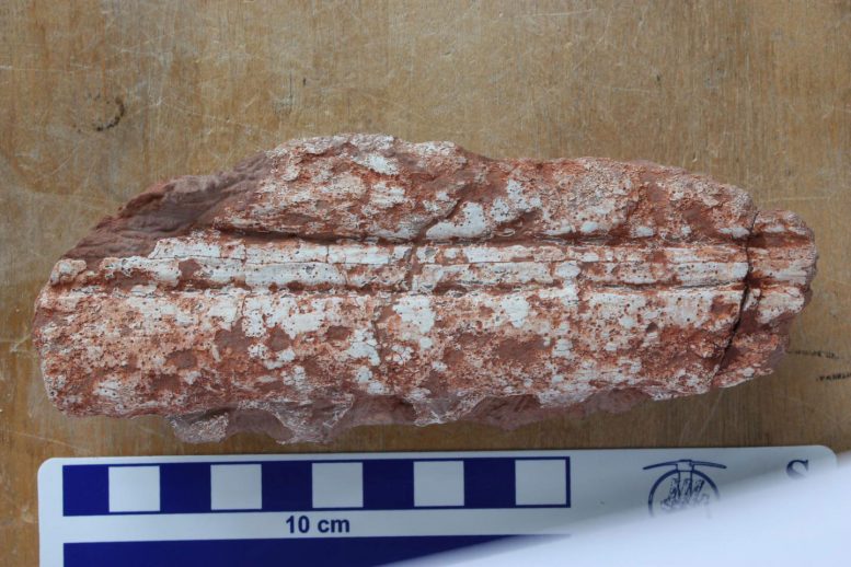 Magyarosuchus Fitosi