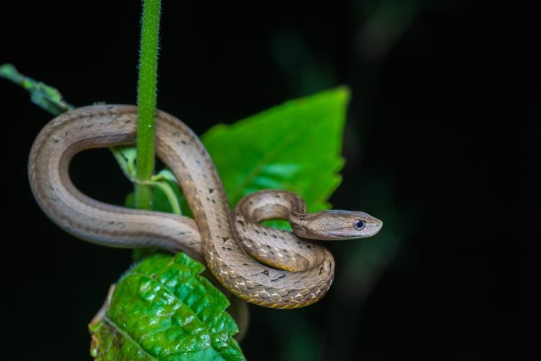Mock Viper