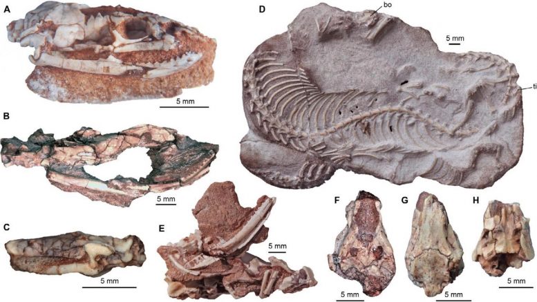 Najash Specimens