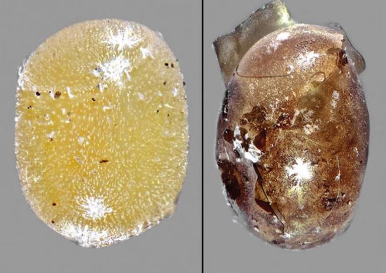 Non-Parasitized Vs. Parasitized Bagrada Bug Egg