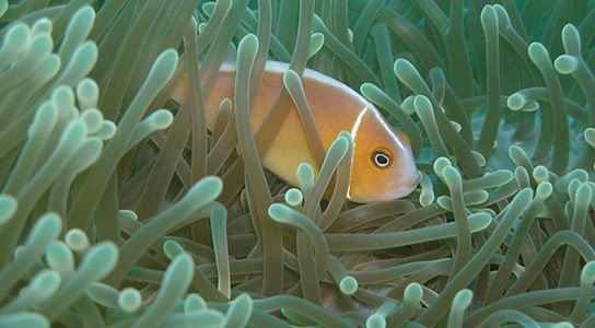 ocean-species-marine ocean-species-marine