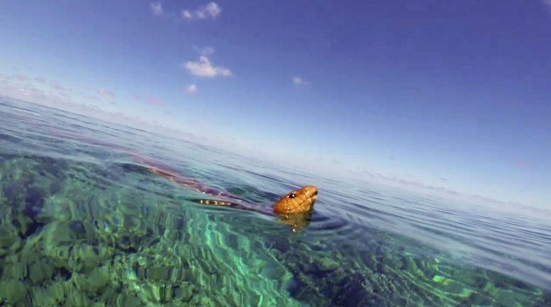 Olive Sea Snake Breath