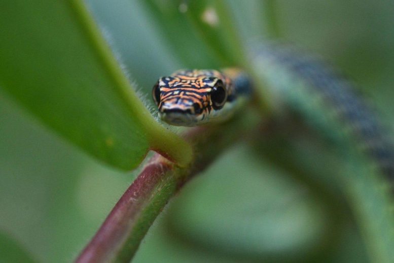 Paradise Tree Snake