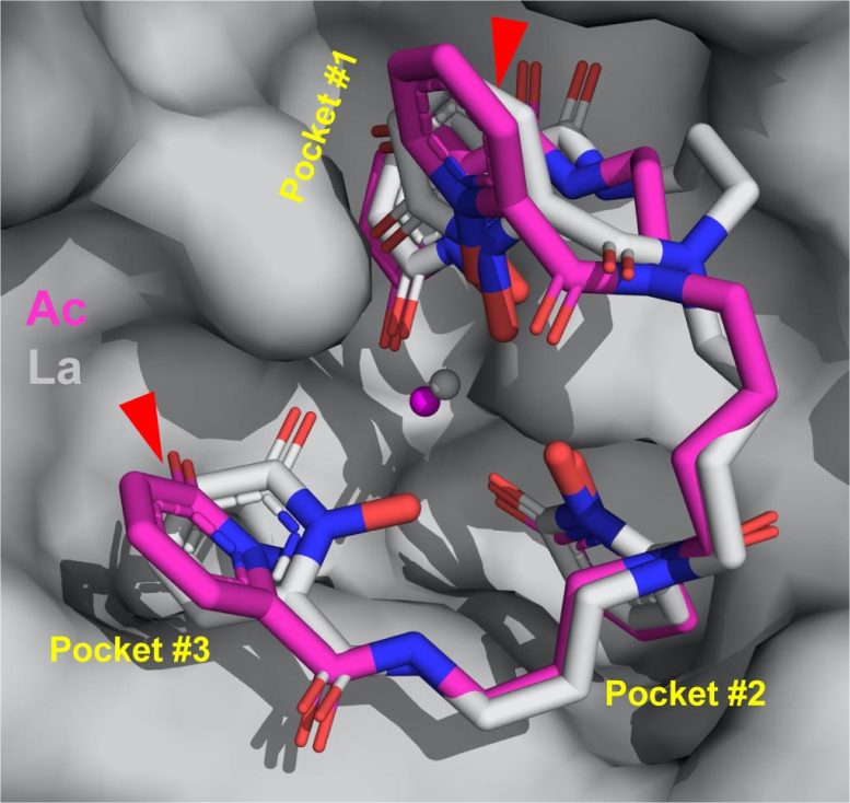 Rendering of Actinium Binding With Molecules