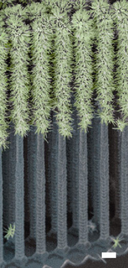 Researchers Create Artificial Forest for Solar Water Splitting