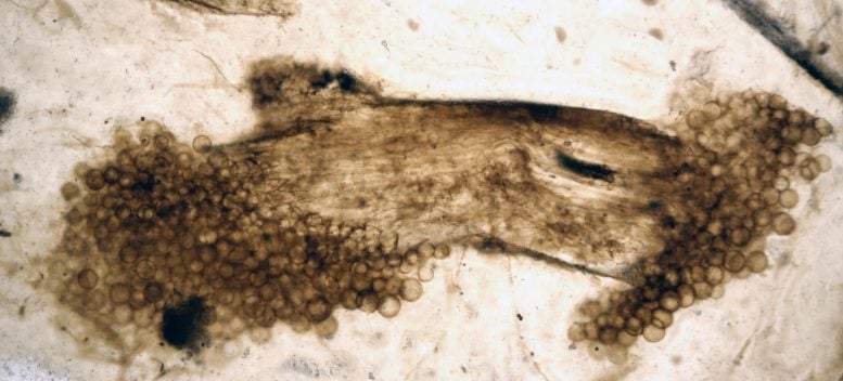 Rhynie Fossil Plant With Fossil Fungi