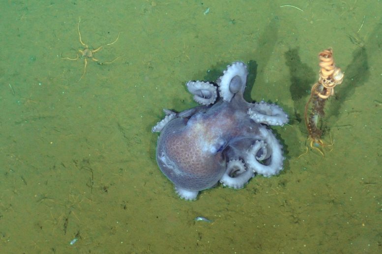 Smooth-Skinned Octopus