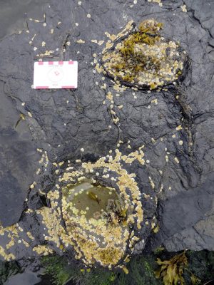 Stegosaur Tracks