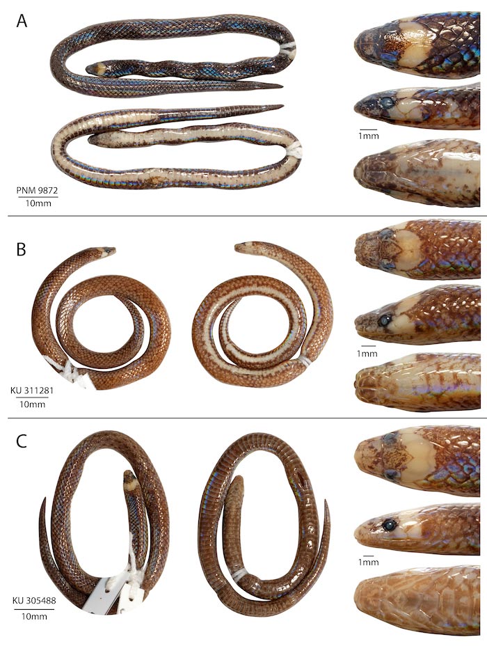 Waray Dwarf Burrowing Snake