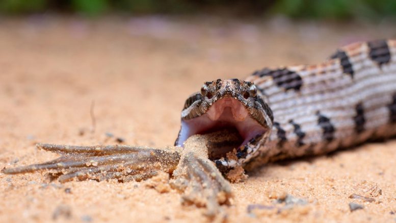 Western Pygmy Rattlesnake